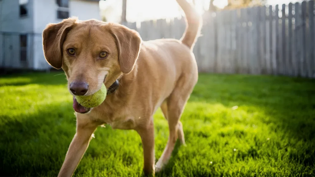 Golden retriever mix carrying a tennis ball across a small suburban backyard, illustrating the impact of shrinking yards and dogs adapting to limited outdoor space.