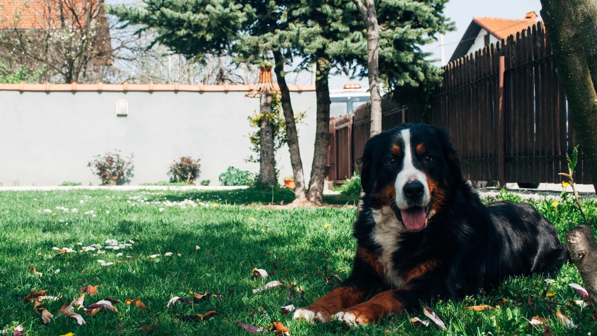 How Shrinking Yards Are Changing Life for Dogs