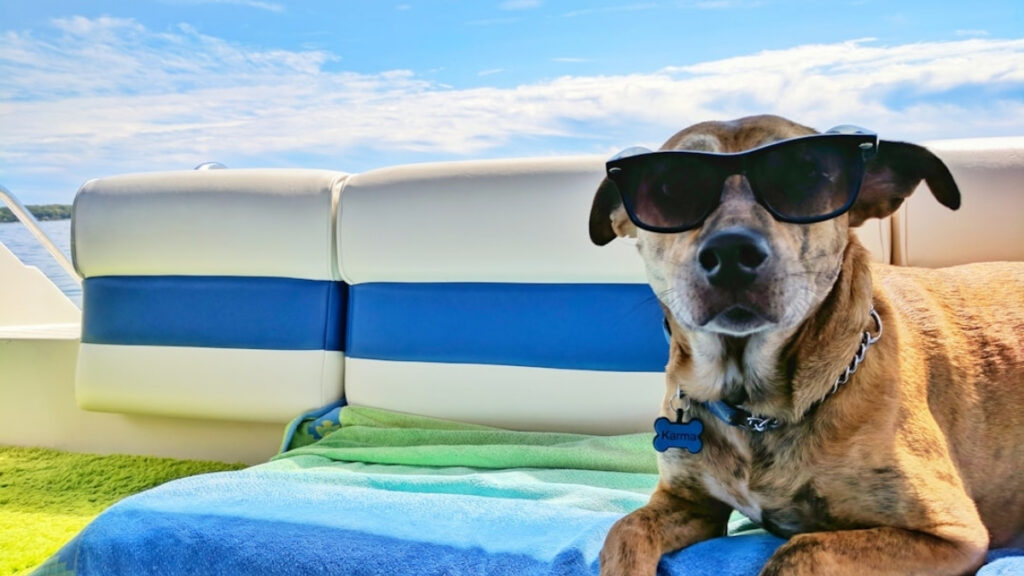 TripAdvisor Data Shows 260% surge in Pet-Friendly Travel Bookings