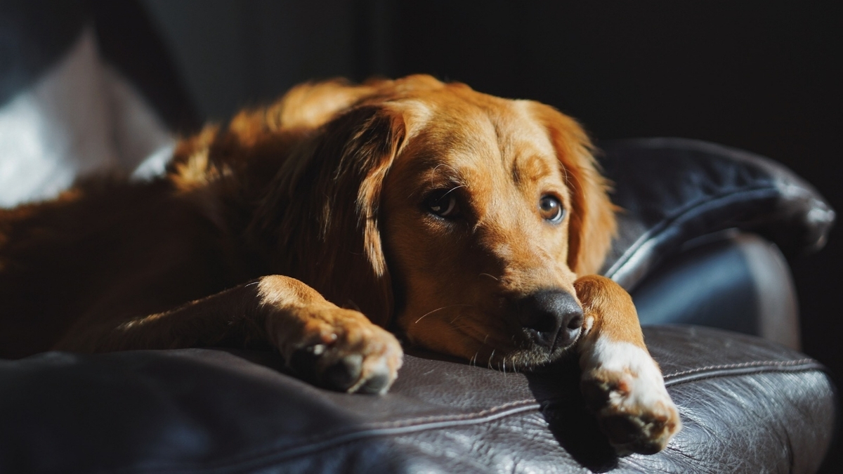 Florida Bill Would Let Courts Consider Threats to Pets in Domestic Violence Cases