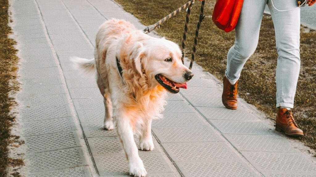 National Walk Your Dog Day 2026 best cities dog walks as a golden retriever walks on a leash beside its owner on a city sidewalk, representing top U.S. cities for dog-friendly walking routes and outdoor pet activities.