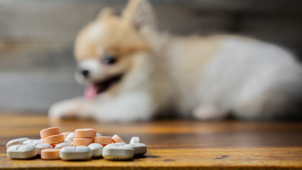 Prescription pills on a wooden table with a small dog in the background, illustrating medication poisoning risks in dogs during National Poison Prevention Week.