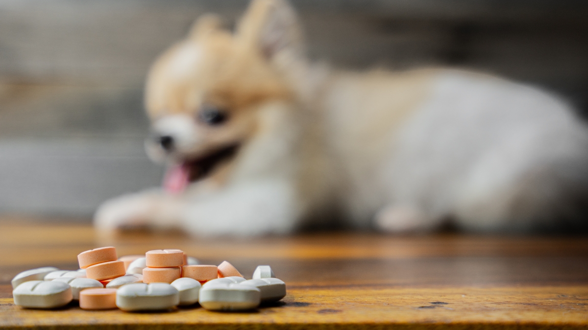 Medications Lead Dog Poisoning Calls as Poison Prevention Week Begins