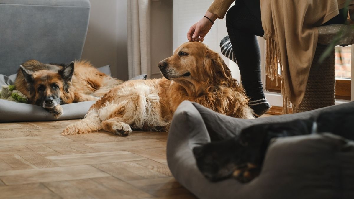Your Dog May Be Changing the Air Inside Your Home, Study Finds
