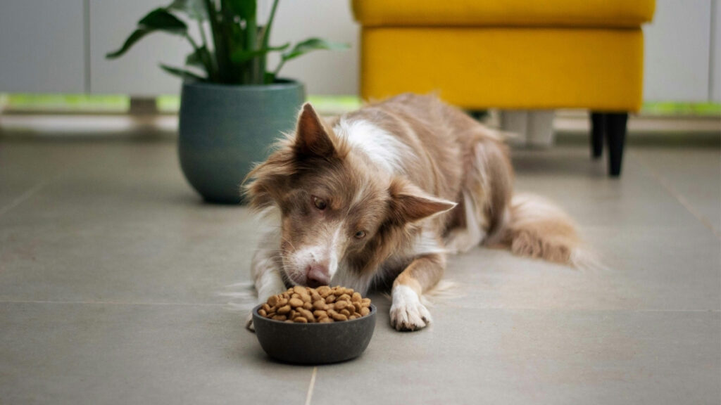 New Report Finds Heavy Metals in Dozens of Popular Dog Foods