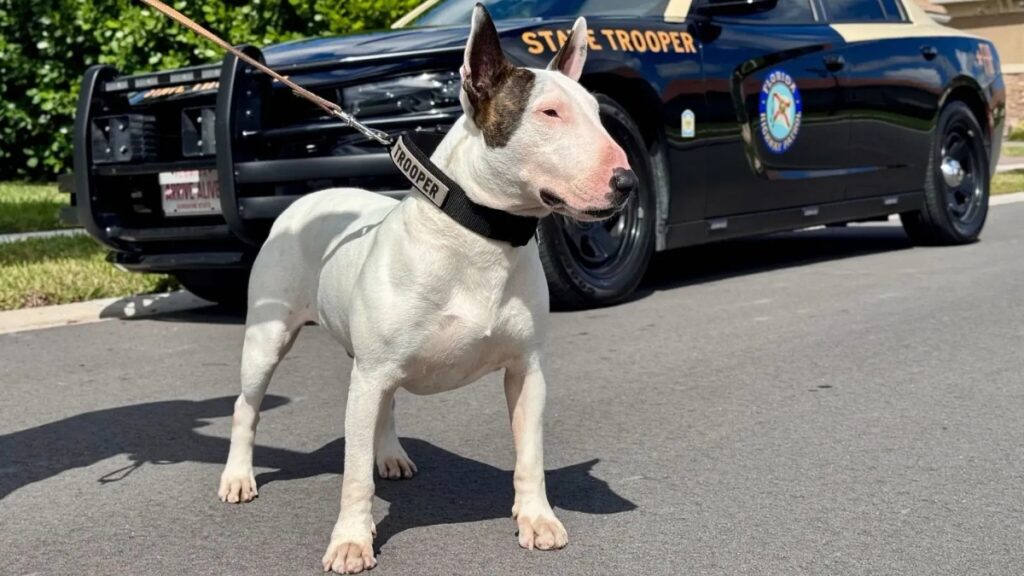 Trooper the bull terrier stands on a leash in front of a Florida Highway Patrol cruiser after surviving Hurricane Milton, the rescue that led to Florida Trooper’s Law.