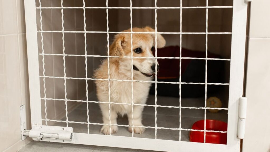Dog inside a shelter kennel, representing Florida no-kill shelters and adoption efforts