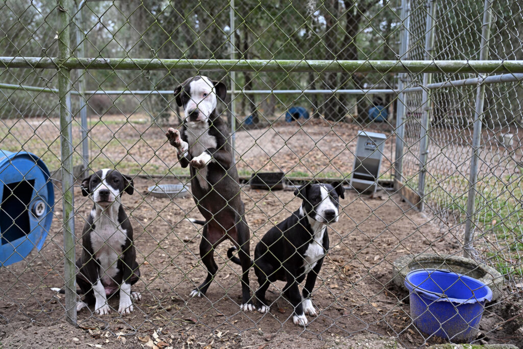 Dog in an outdoor kennel during investigation of North Florida dog-fighting case