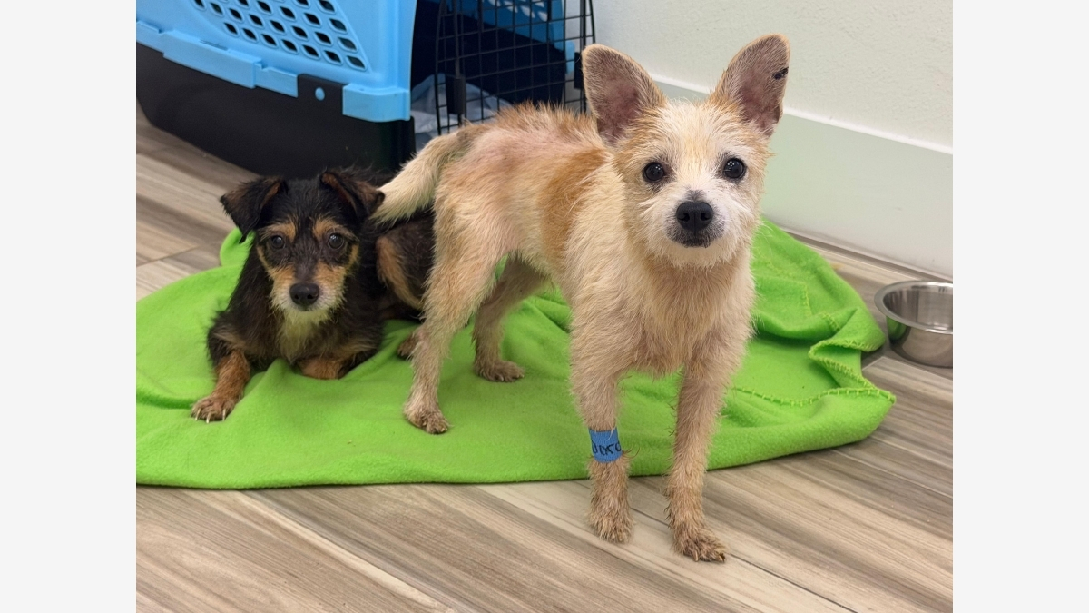 About 30 Chihuahuas Found Dumped on Side of Road, Flagler County Rescue Says