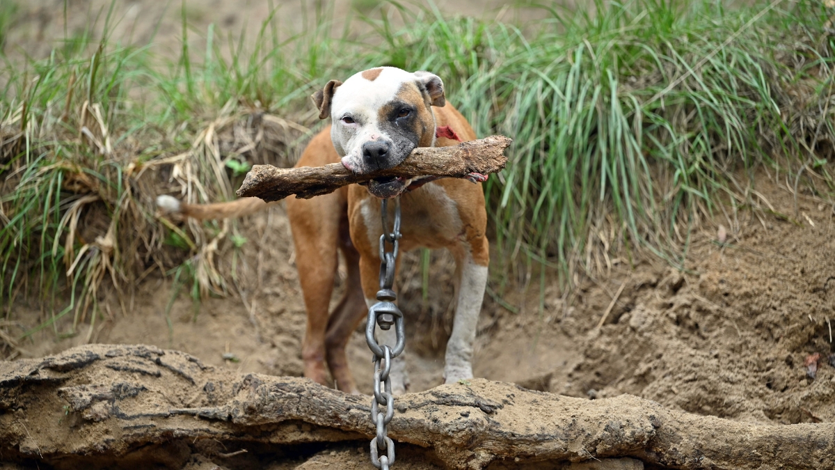 Clay County man among 3 indicted in federal dog-fighting case