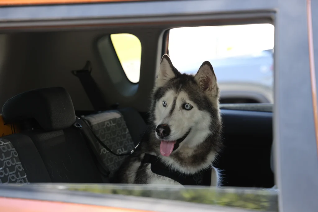 Missing Florida dog Sierra, who was lost for 12 years, sits in a car after being reunited with her owner following a microchip scan.