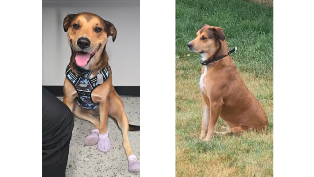 Missing service dog in Jacksonville Mal'i was struck by a pickup truck before running from the scene, according to her owner.
