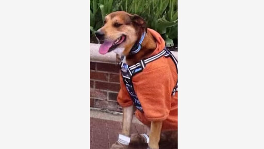 Missing service dog in Jacksonville Mal'i was struck by a pickup truck before running from the scene, according to her owner.
