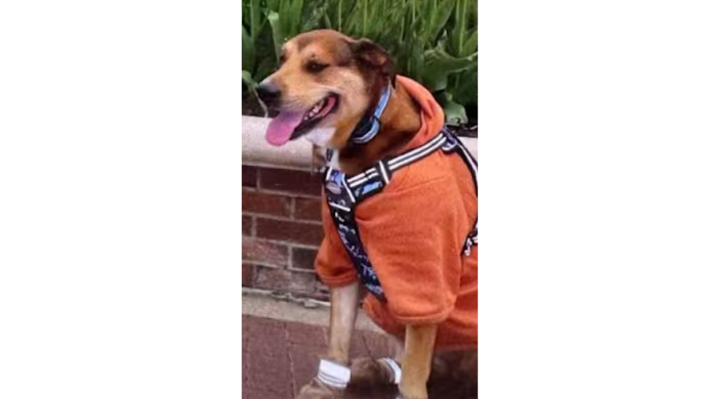 Missing service dog in Jacksonville Mal'i was struck by a pickup truck before running from the scene, according to her owner.