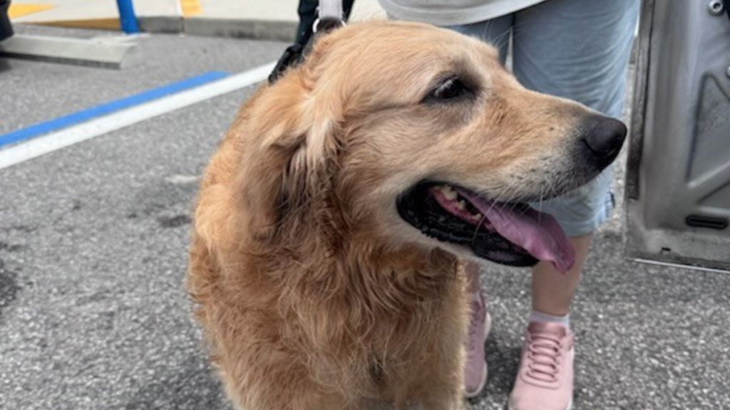 Nassau County deputies respond to dog left in hot car incident