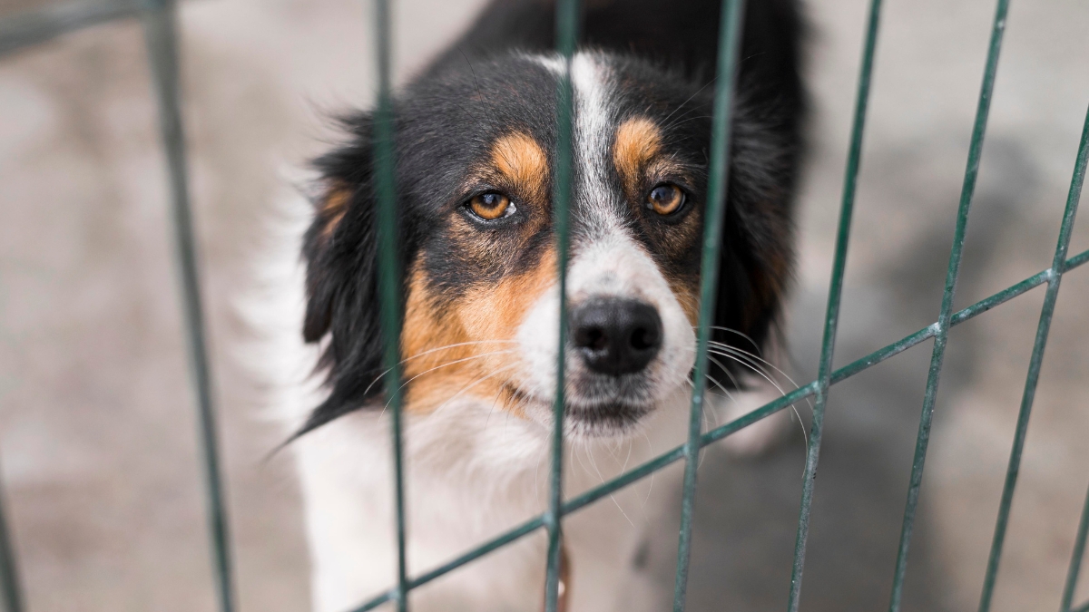 Could animal cruelty be a warning sign for future violence? Congress wants answers