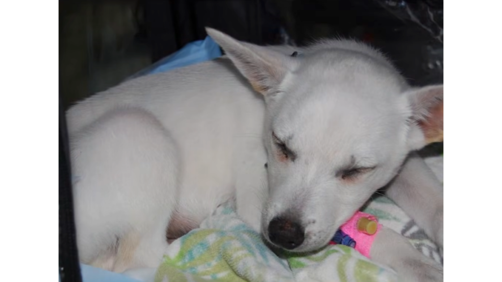 Middleburg dog abuse case involving Chihuahua-mix rescued by witnesses in May 2026