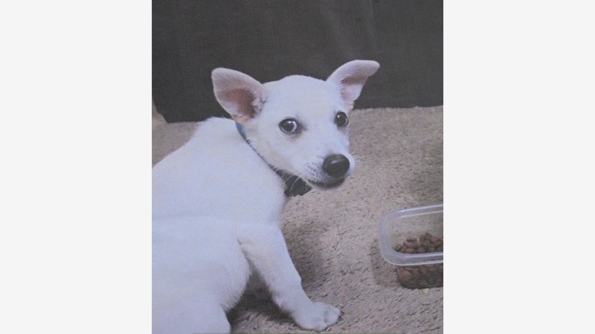 Dog dies after alleged abuse at Middleburg boat ramp, deputies seek children involved