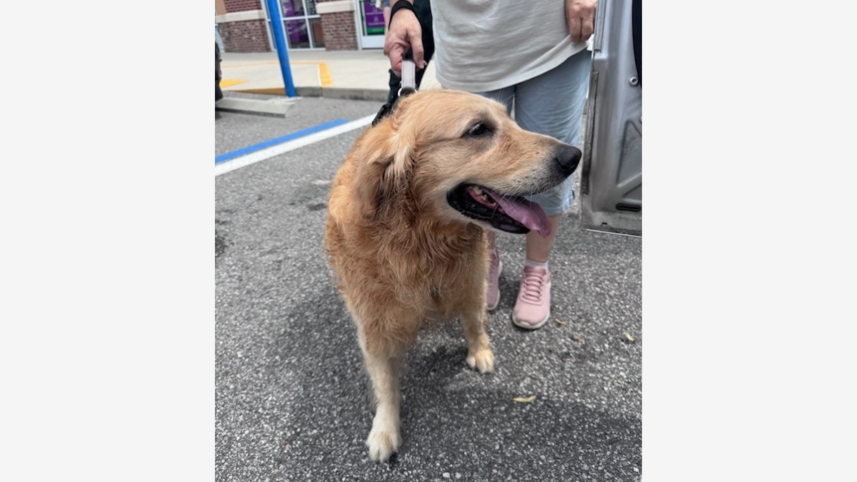 Nassau County dog trapped in vehicle offers Pet Preparedness Month reminder