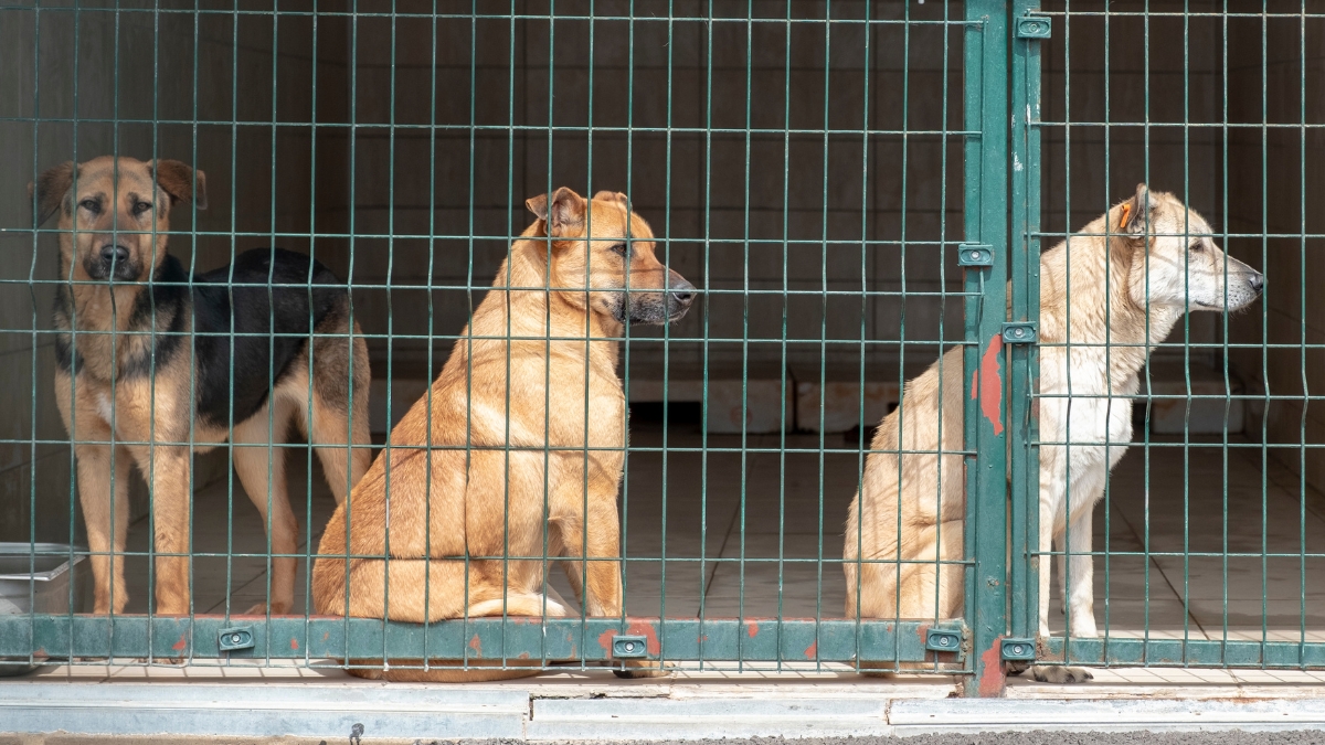 Dog case in New Mexico prompts Florida to expand screwworm restrictions