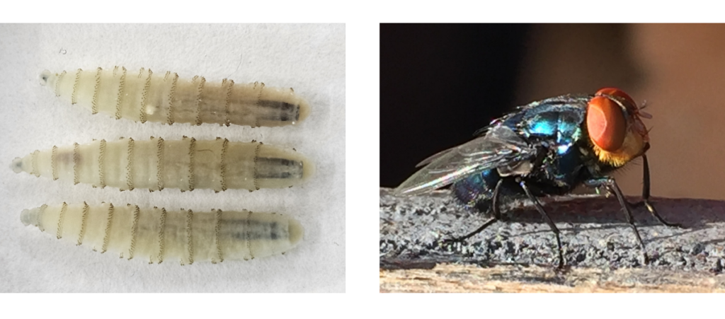 New World screwworm larvae and adult fly, the parasite behind Florida's expanded New World screwworm restrictions