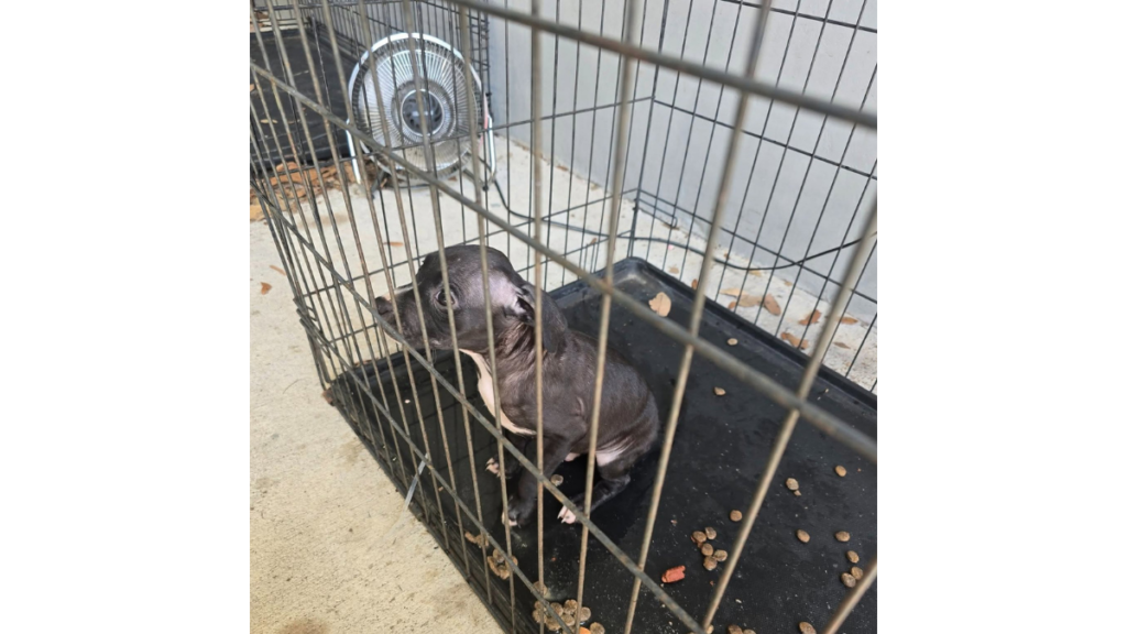 8-week-old puppy rescued from sailboat after being found aboard a vessel in Green Cove Springs.