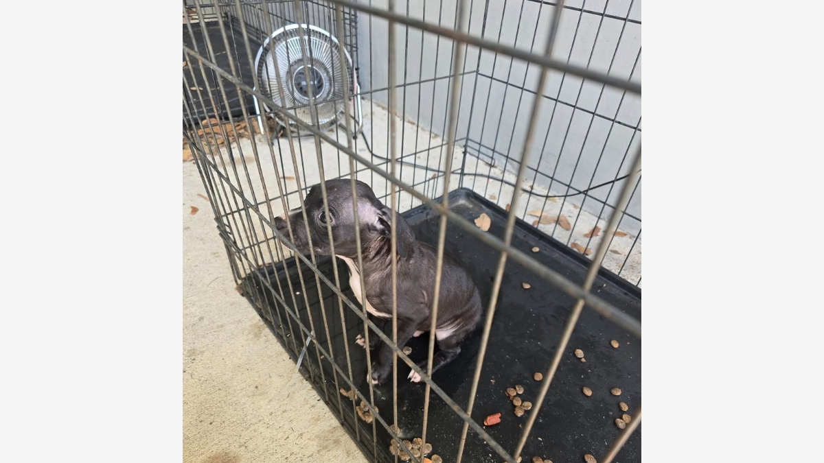8-week-old puppy found in 103-degree sailboat cabin prompts animal cruelty case
