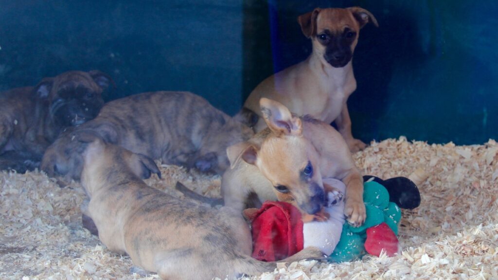 Three new Florida laws taking effect today could change how you buy, care for and protect your dog