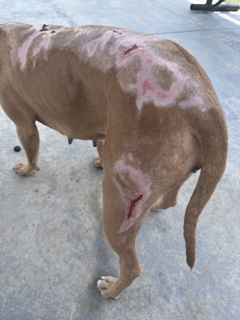 Additional injuries on burned Jacksonville dog Talia during treatment.