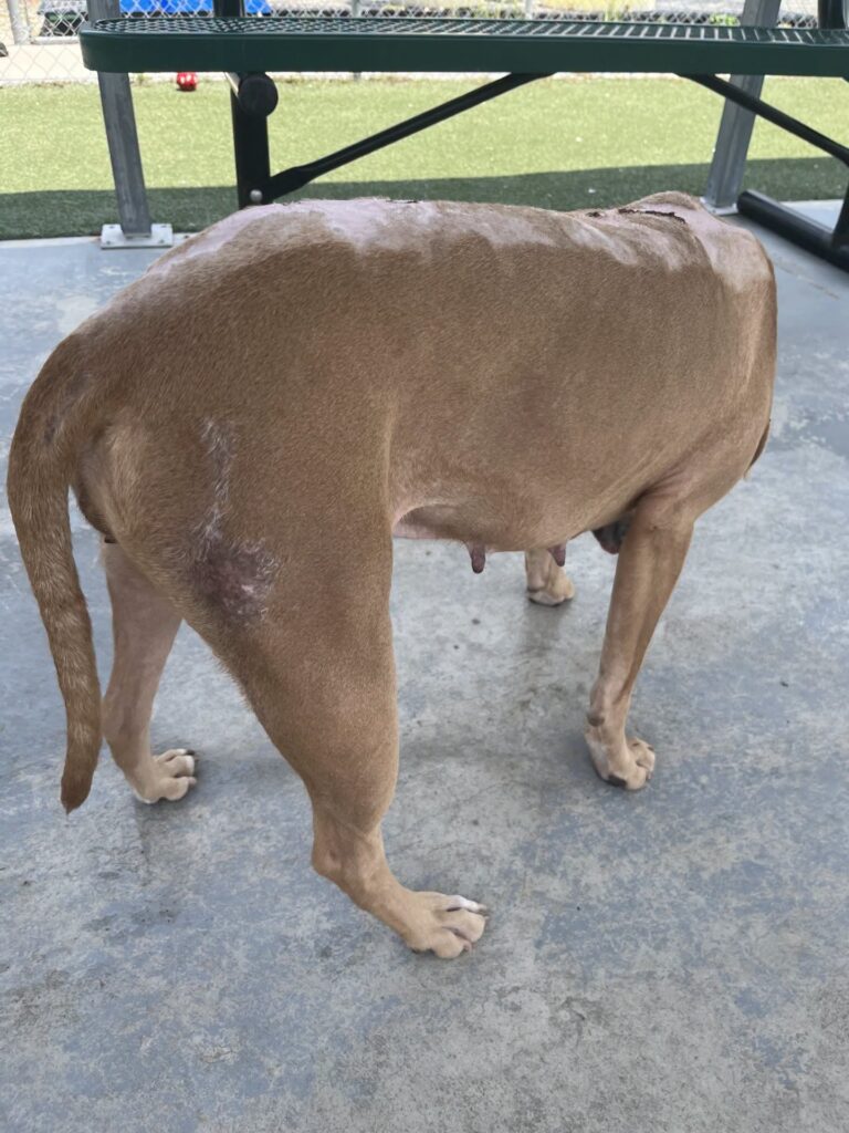 Burned Jacksonville dog Talia continues recovering while awaiting foster placement.