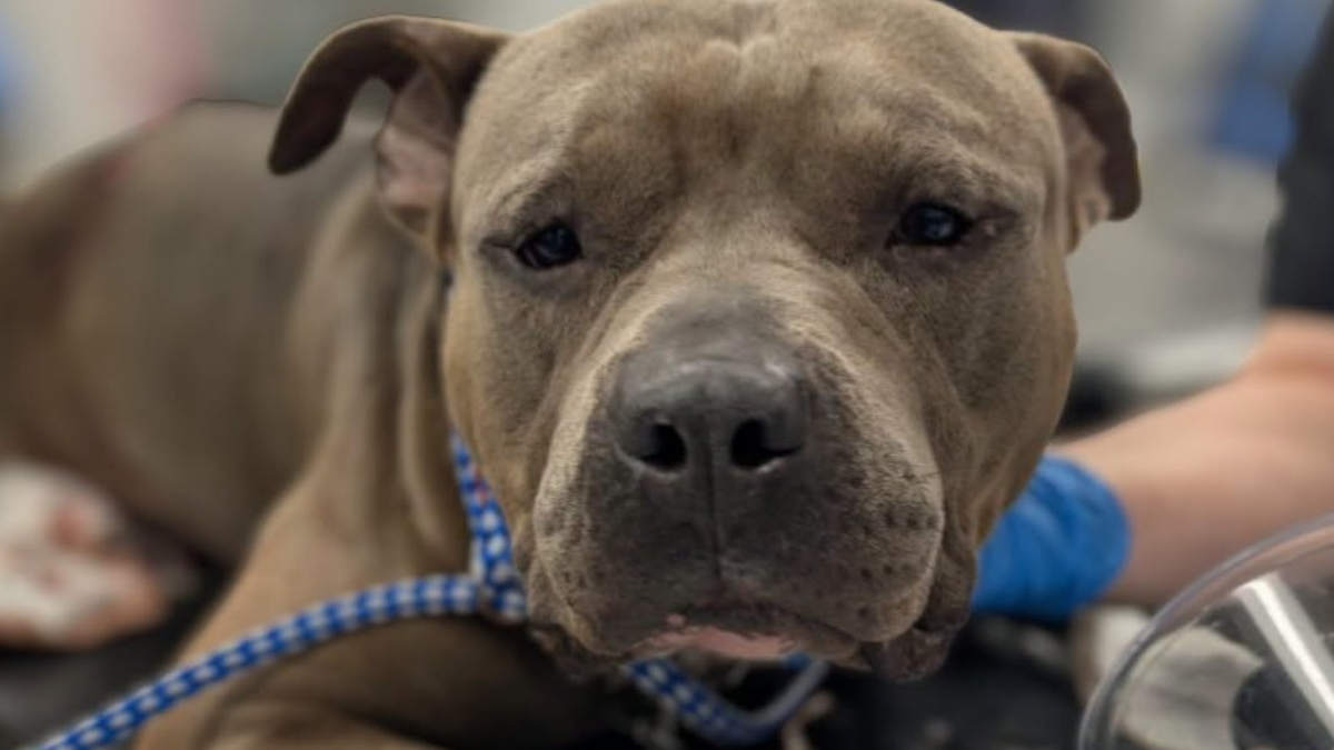 Jacksonville animal control seeks tips after dog found with multiple stab wounds