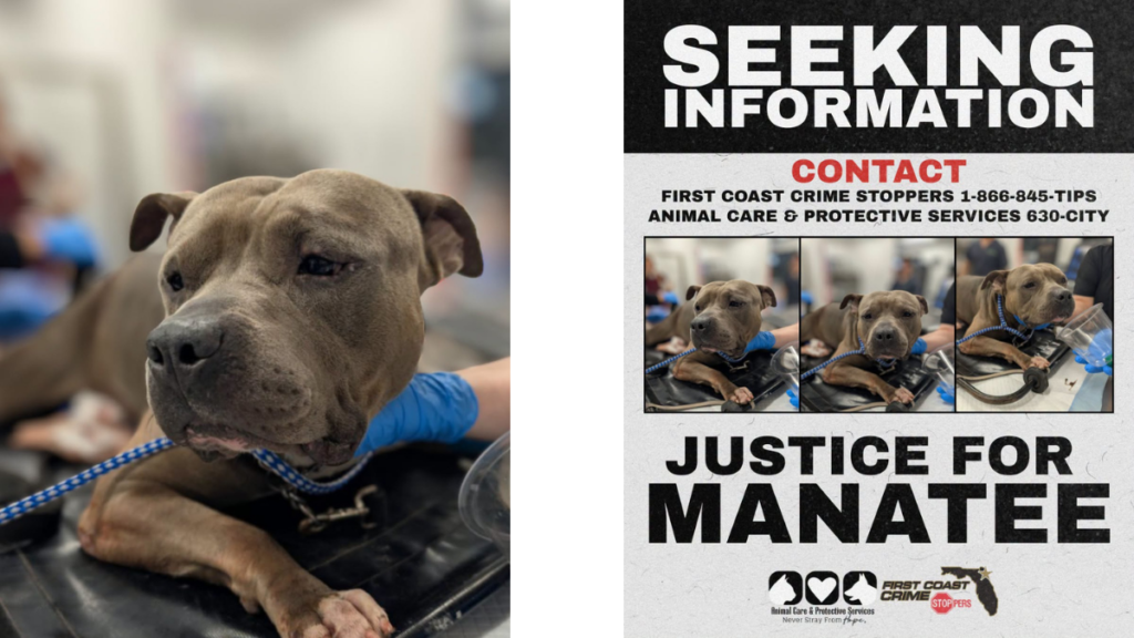 Jacksonville dog stabbing investigation flyer featuring the dog later named Manatee and a request for public tips.