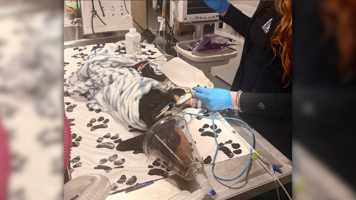 18-year-old arrested after rescued Flagler County puppy dies, deputies say
