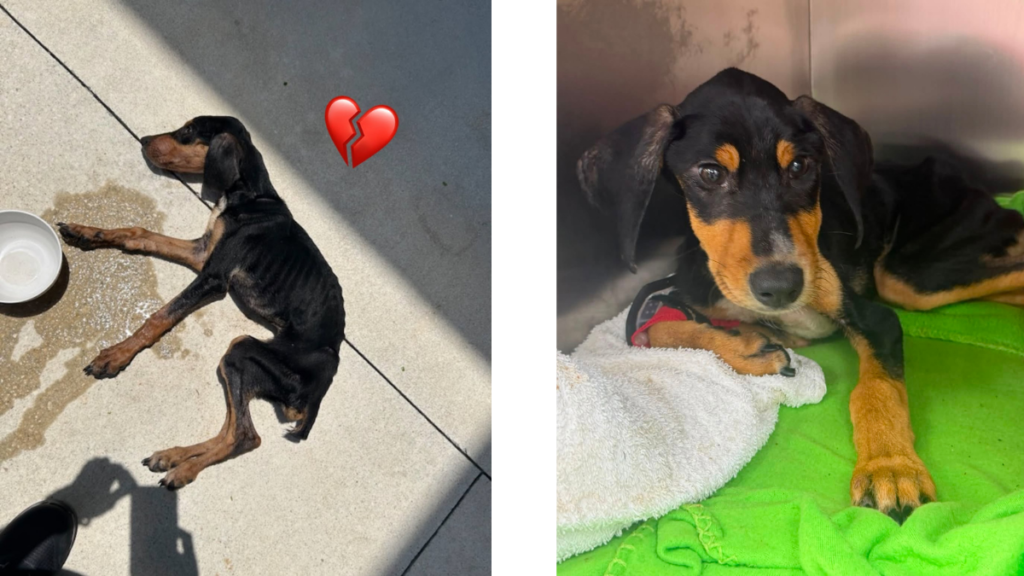 Side-by-side photos of Sunset after being rescued and receiving emergency veterinary care in the Flagler County puppy death case.