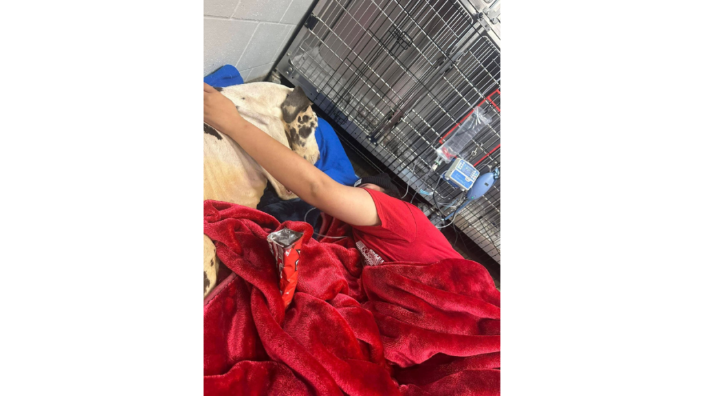 Volunteer comforts Miracle in Jacksonville Great Dane animal cruelty case.