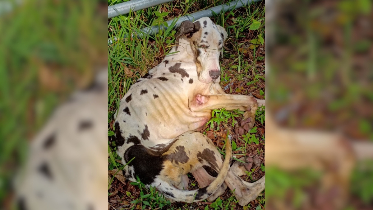Great Dane animal cruelty case heads to sentencing after guilty plea
