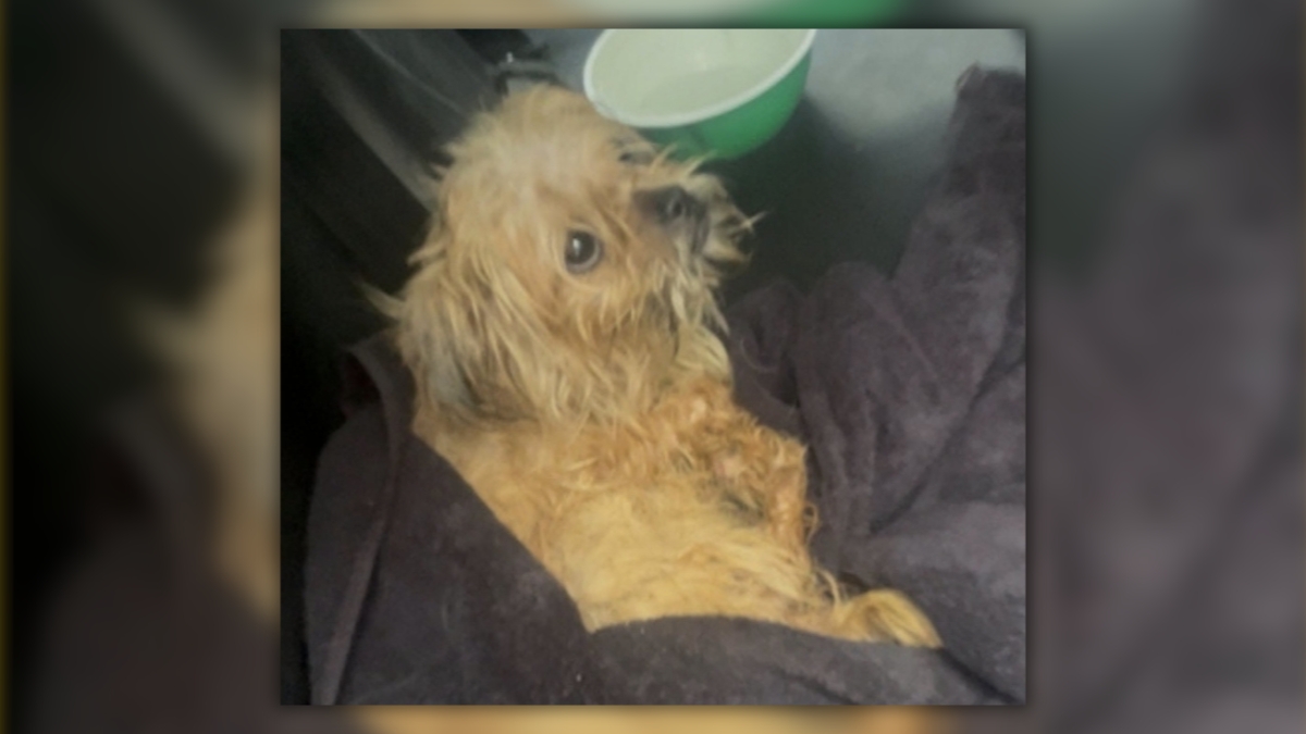 Dog abandoned outside Jacksonville church recovering after investigators said it was left without food or water for three days.