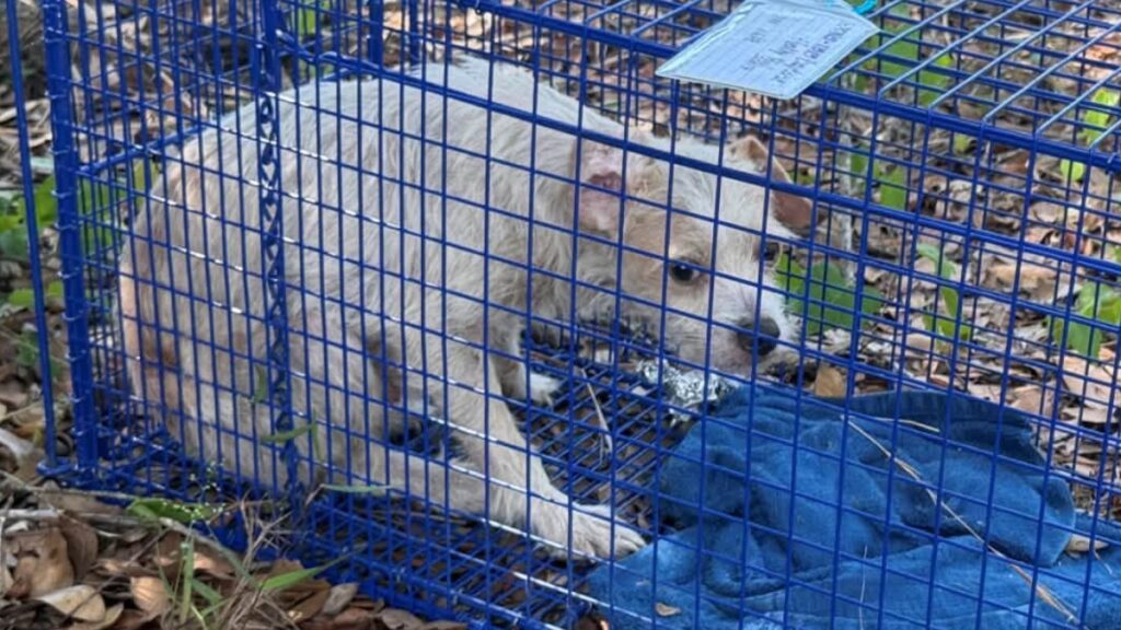 Two men charged in St. Johns County dog dumping that led to recovery of 74 dogs