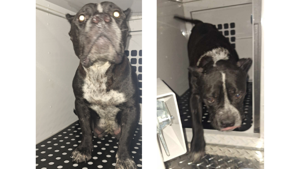 Nursing American Bully Envy rescued in Palm Coast animal cruelty case.