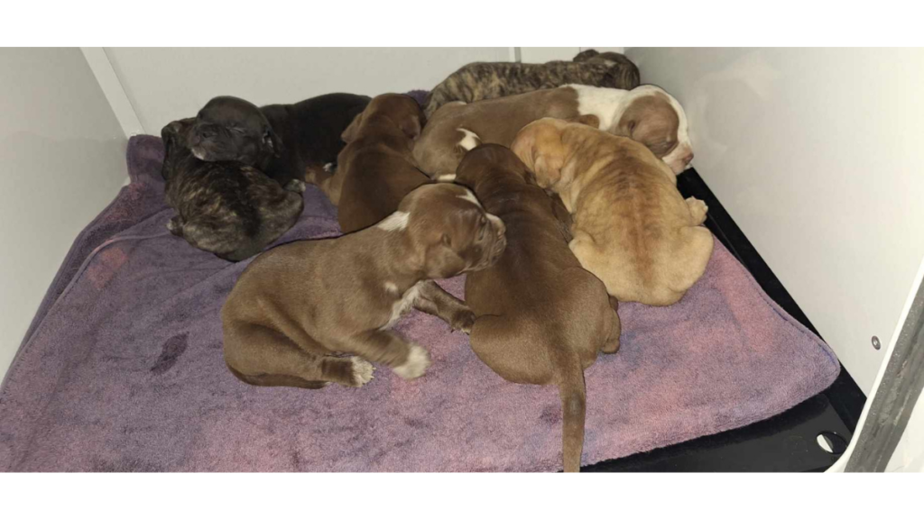Eight puppies rescued from 97-degree garage in Palm Coast animal cruelty case.