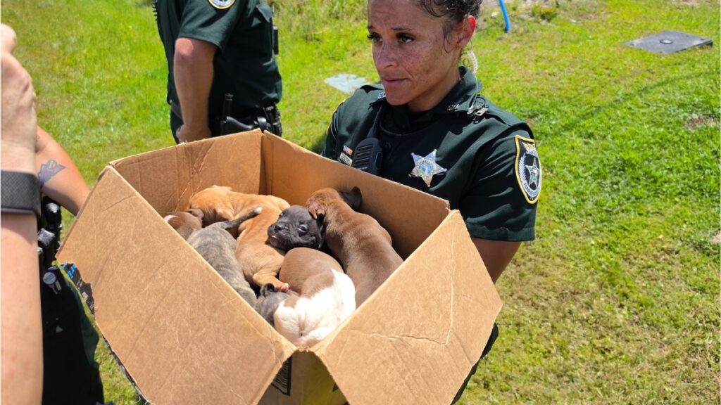 DoorDash driver’s call leads to rescue of nursing dog, 8 puppies from 97-degree garage