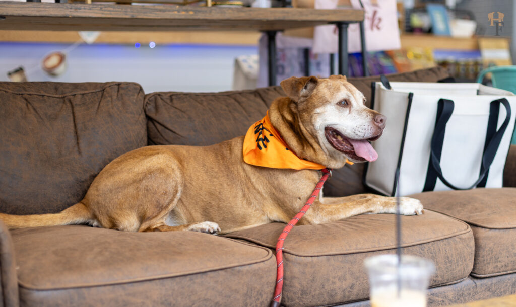 Journey, a pit bull mix from S.A.F.E. Pet Rescue, rests on a couch at a St. Augustine coffee shop during a day away from the shelter.