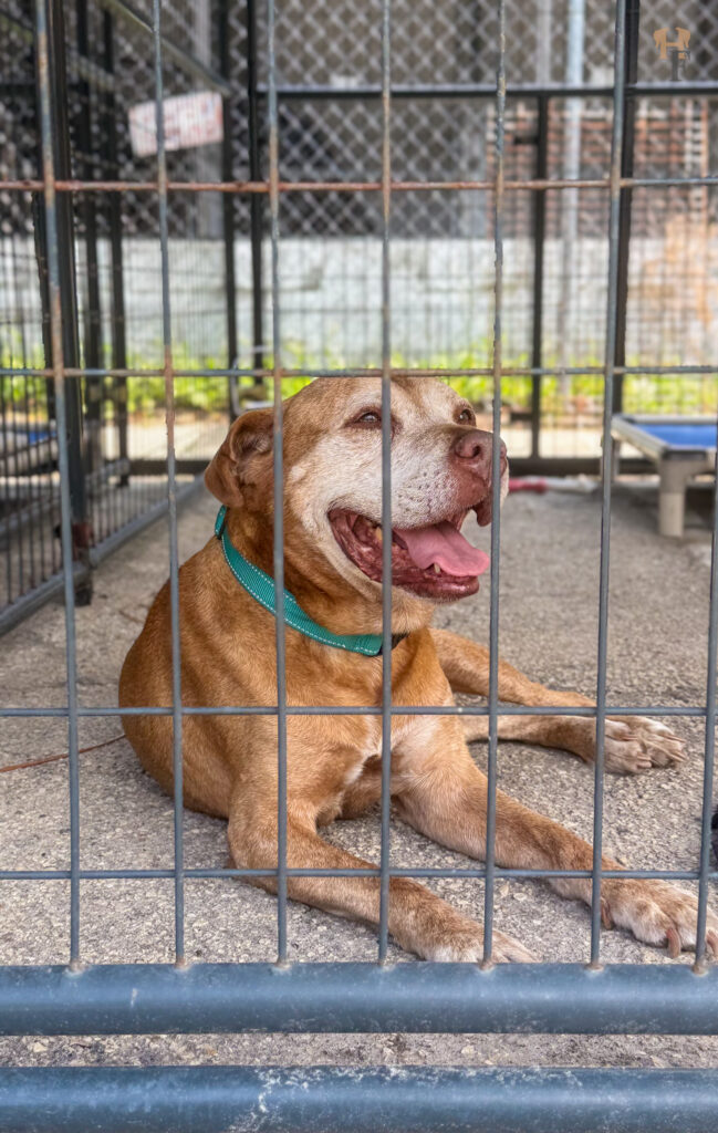 Journey sits inside her kennel at S.A.F.E. Pet Rescue's sanctuary in Hollister, Florida.