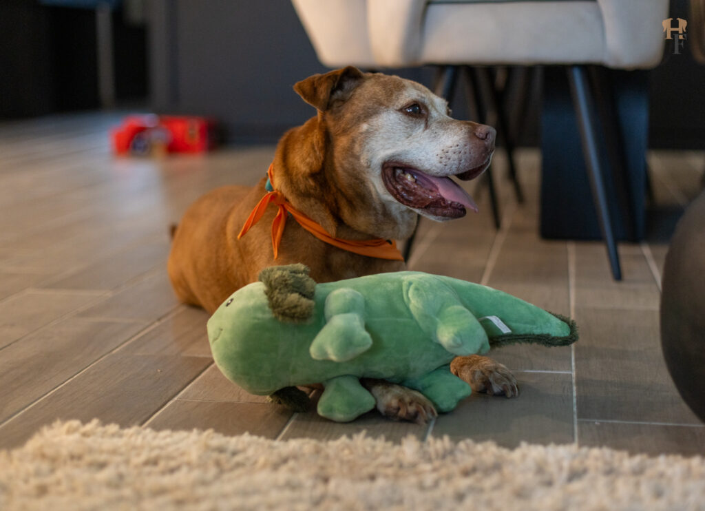 Journey, the longest resident at S.A.F.E. Pet Rescue, lies on the floor with a plush toy during a home visit in St. Augustine, Florida.