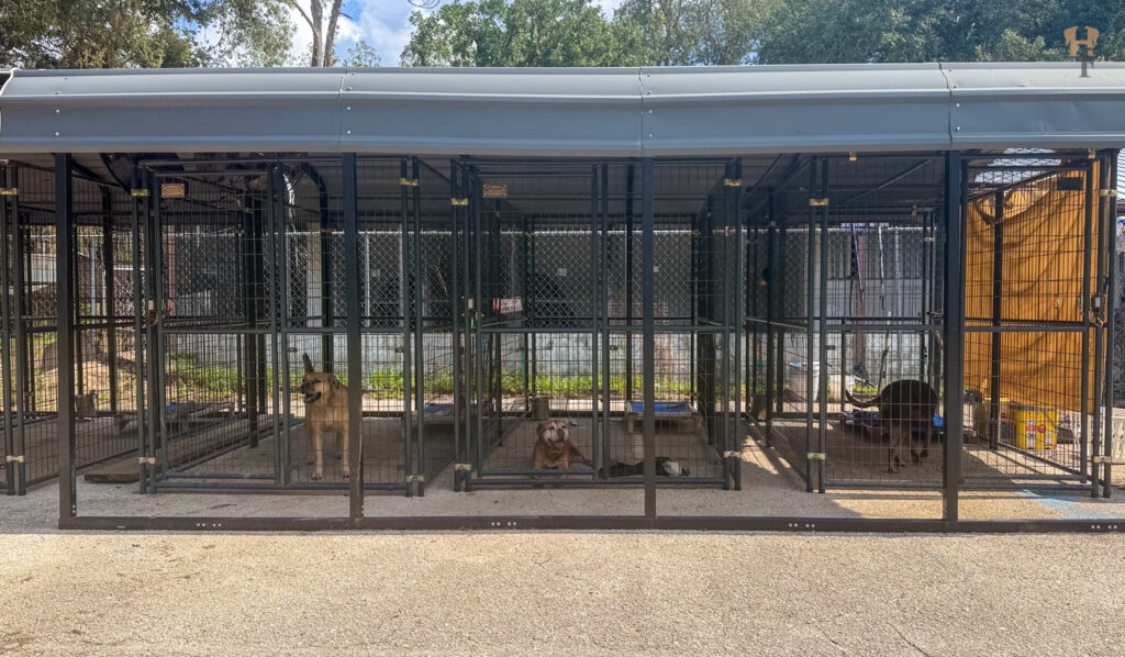 Exterior of the outdoor kennels at S.A.F.E. Pet Rescue's sanctuary in Hollister, Florida.