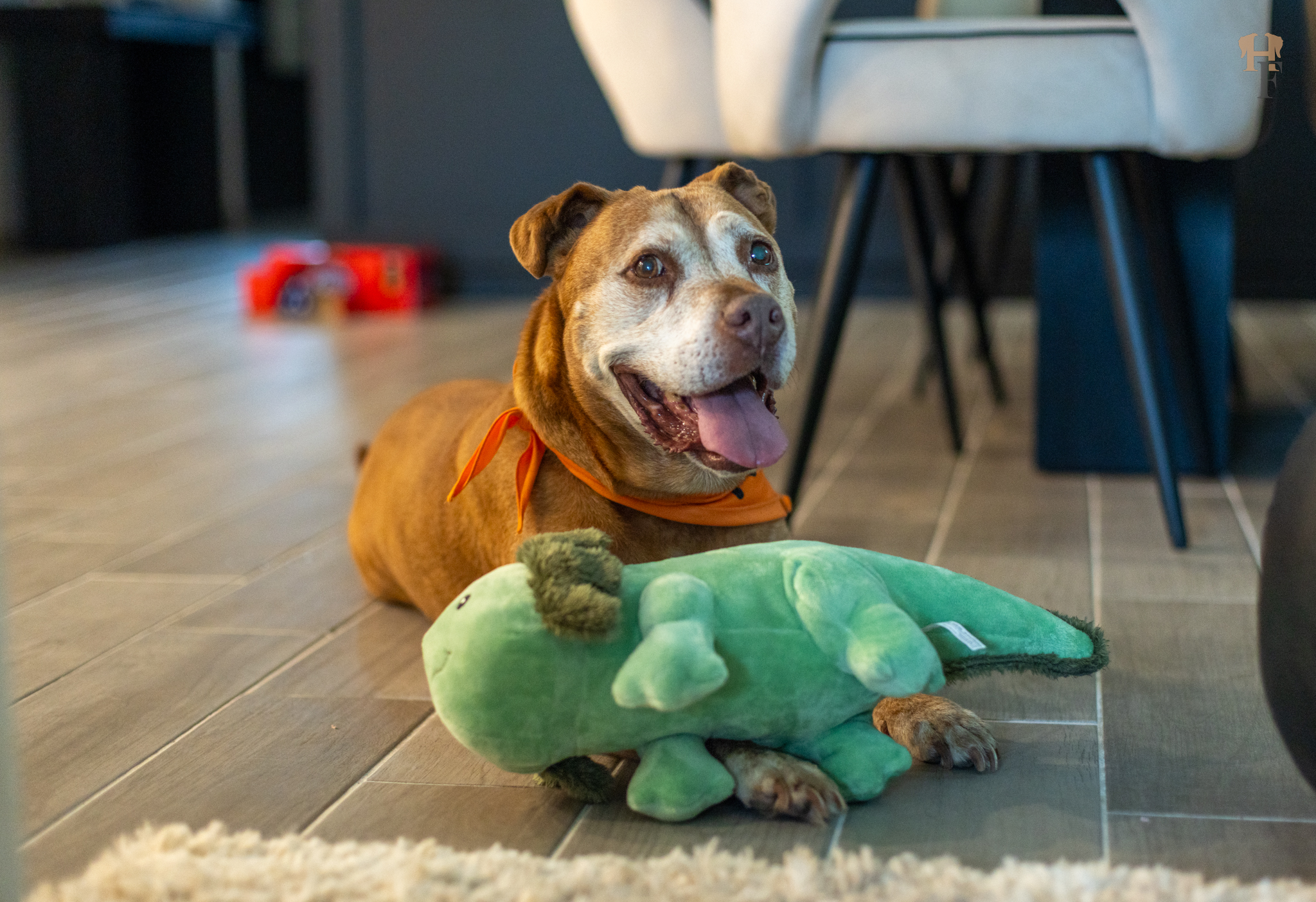 When Waiting Is the Journey: A Shelter Dog’s Five-Year Wait for Adoption