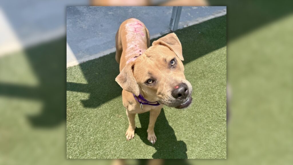 Burned Jacksonville dog Talia recovers after weeks of veterinary treatment.