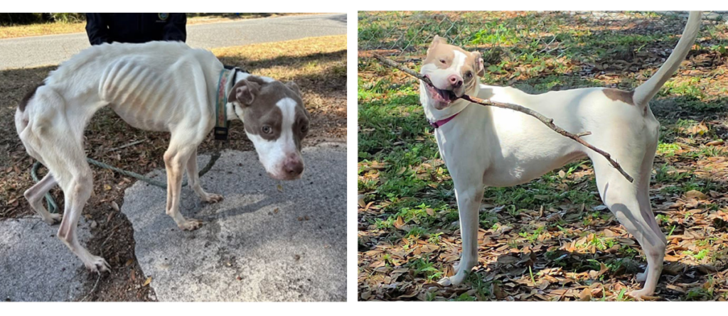 Before-and-after photos from the New Smyrna Beach animal cruelty case show Olive when she was found severely emaciated and after recovering at the Edgewater Animal Shelter.