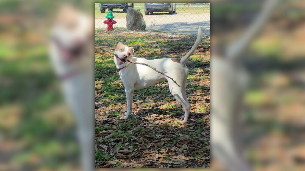 New Smyrna Beach dog neglect case sparked by Facebook post ends in no contest plea
