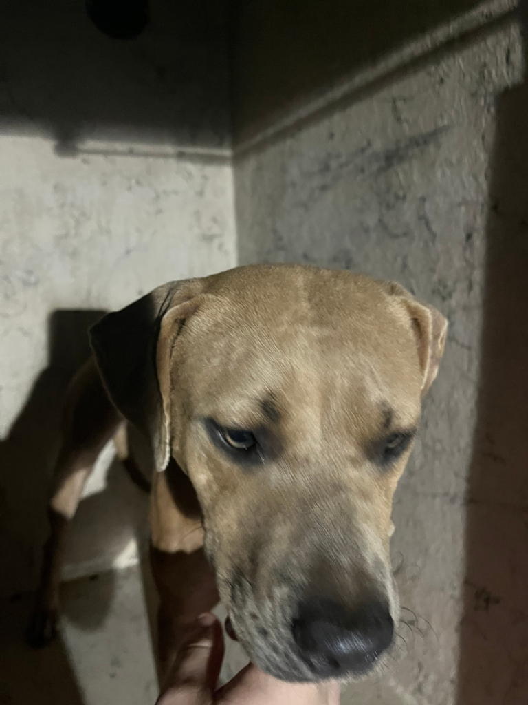 Burned Jacksonville dog Talia shortly after she was found in Jacksonville.